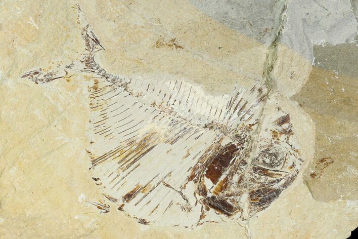 Fossil Fish (Diplomystus Birdi) - Hjoula, Lebanon #162743
